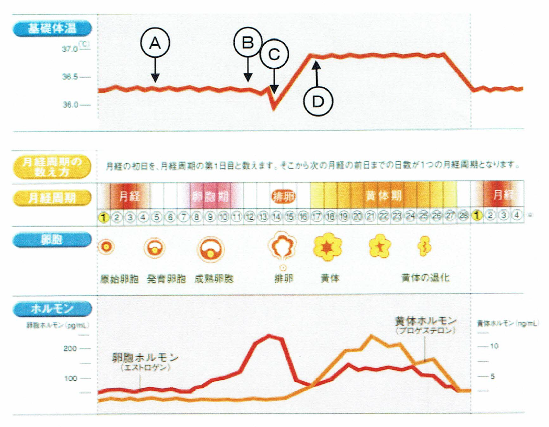 妊娠相談 妊活 ・不妊治療｜横浜の産科・産婦人科、みどりレディースクリニック横浜